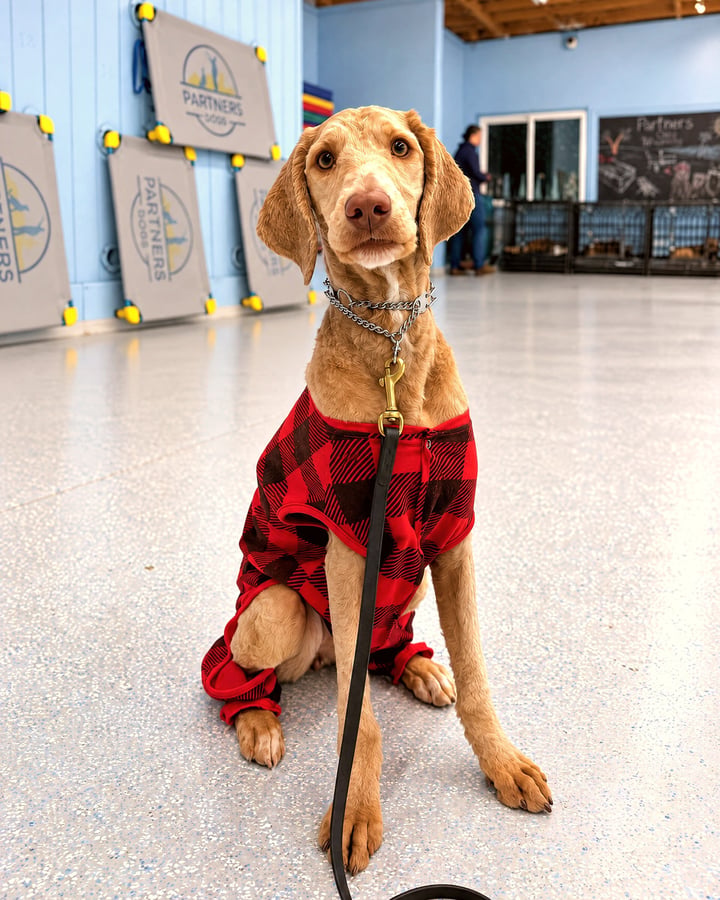 A young hound mix dog sitting attentively on leash during an indoor training session at Partners Dogs.