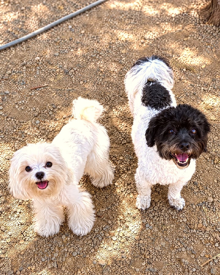Two small dogs standing calmly together outdoors on gravel.