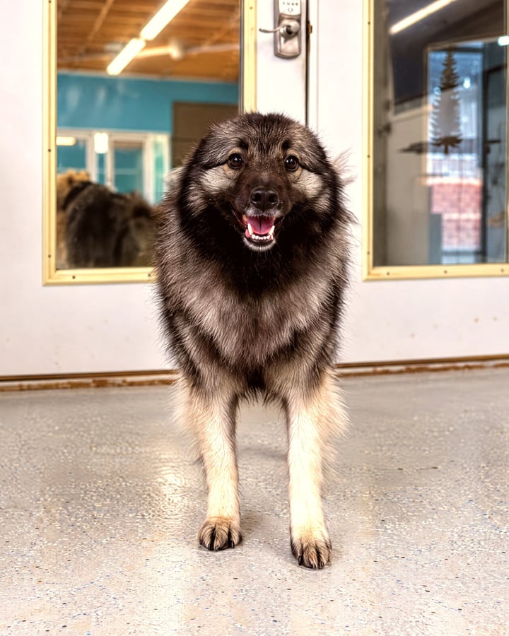 Fluffy Keeshond stands calmly inside an indoor boarding hall in front of glass suite doors.