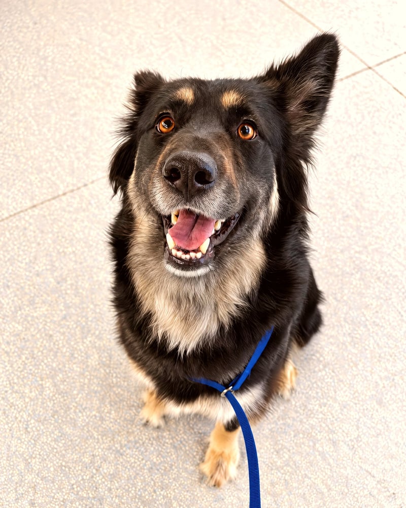 A black and tan mixed breed dog sits attentively on a leash, looking upward with a happy expression.