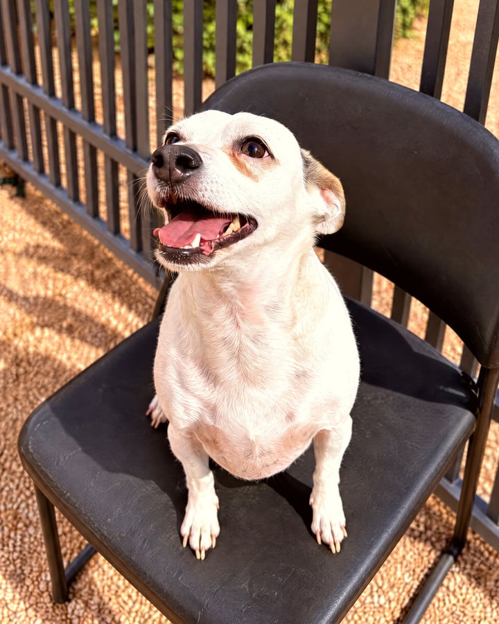 A small white dog sitting politely on a black chair outdoors and looking up happily.