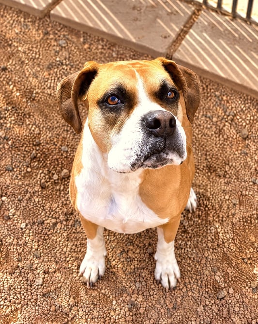 A tan and white Boxer mix sitting outdoors on gravel and looking up attentively.