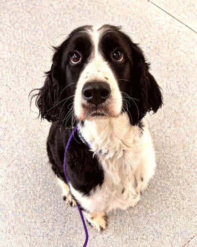 A black and white spaniel sitting indoors and looking up attentively while wearing a purple leash.