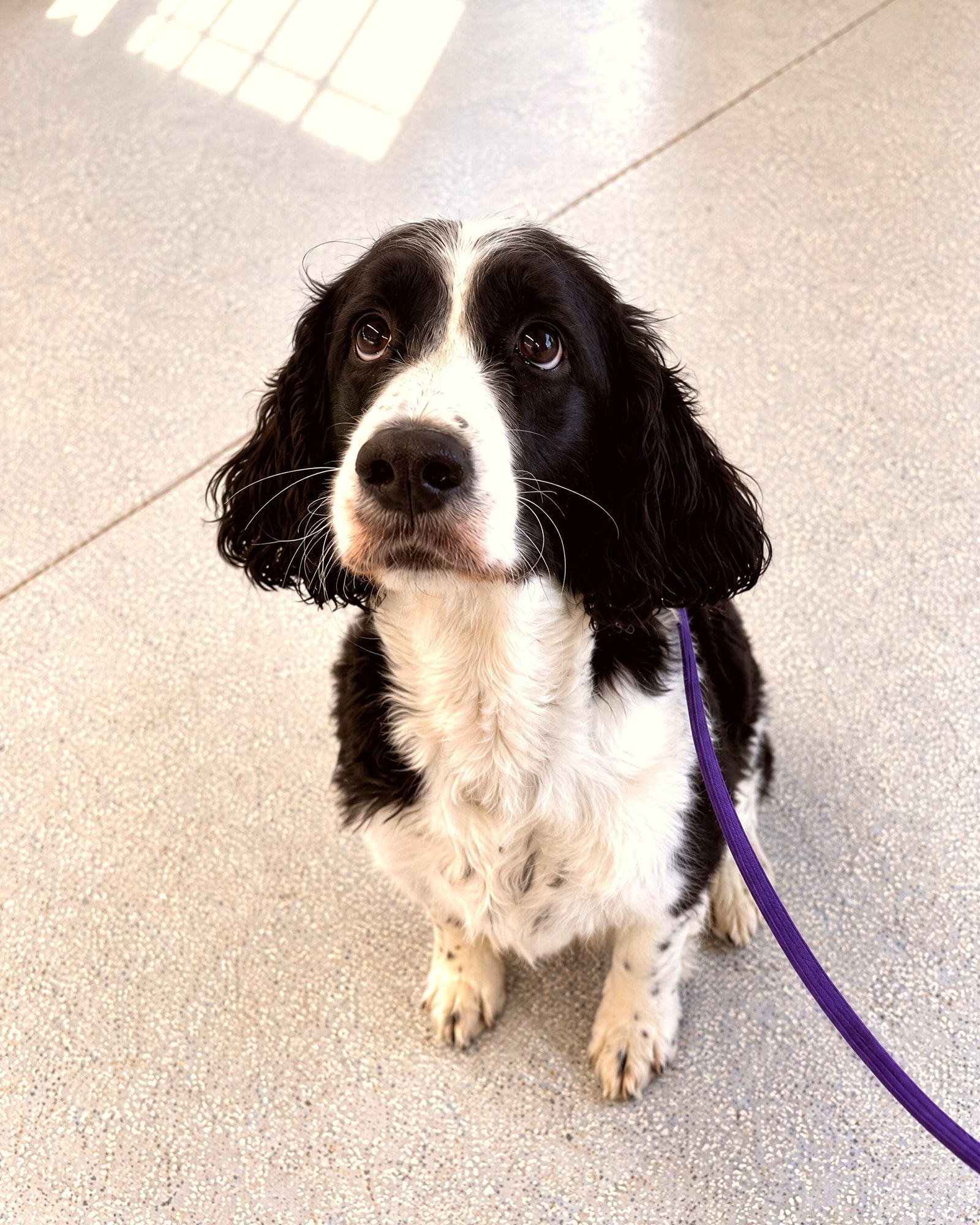 Black and white spaniel sitting attentively on a purple leash on the indoor training floor.
