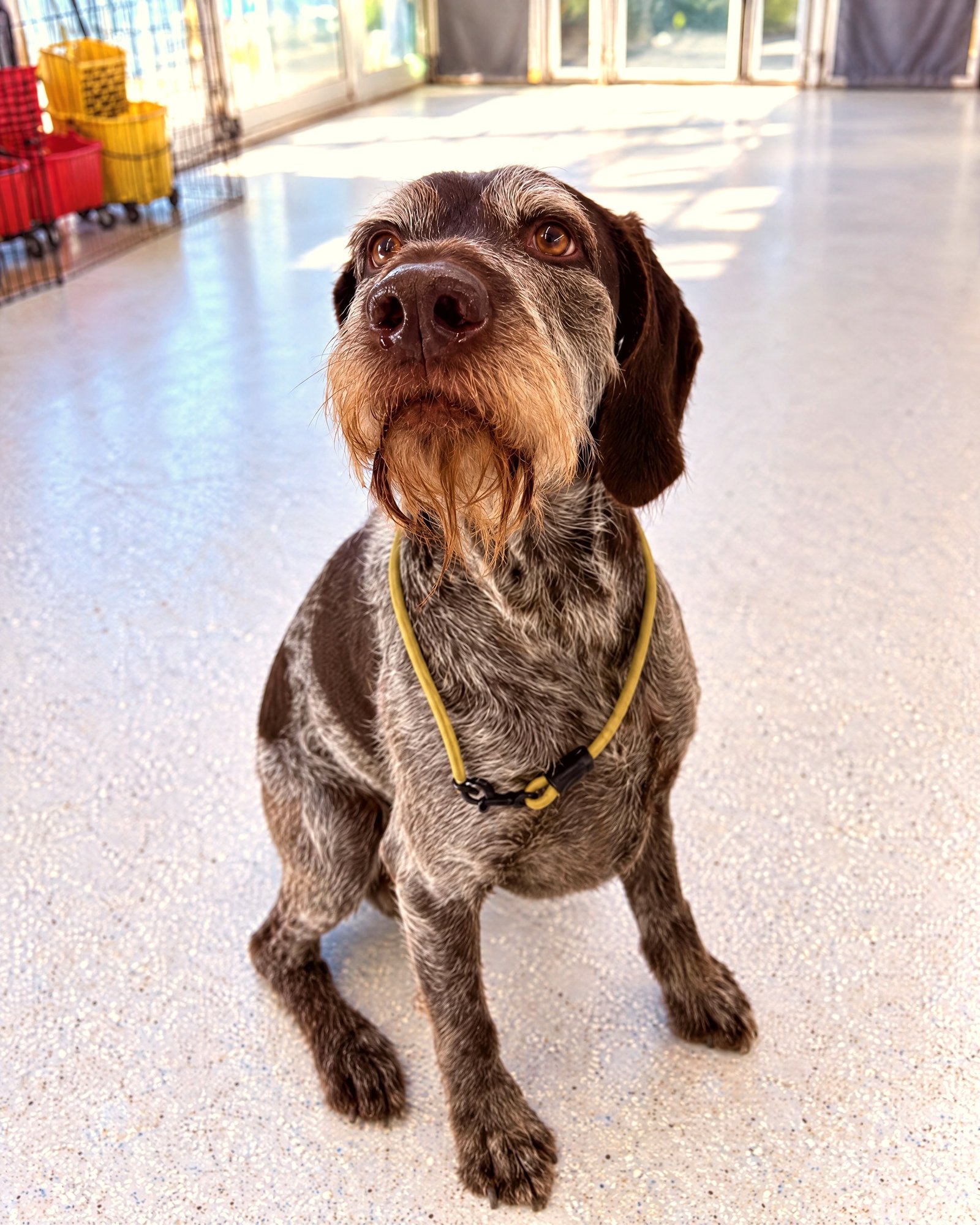 A wirehaired pointing dog sitting attentively on a slip collar in a bright indoor training room.