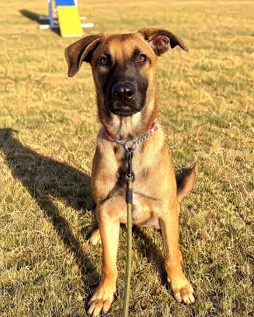 A Belgian Malinois mix dog sitting attentively on grass with a leash attached to its collar.