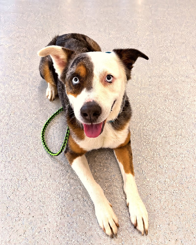 Dog on a leash holding a calm down-stay on the indoor training room floor.