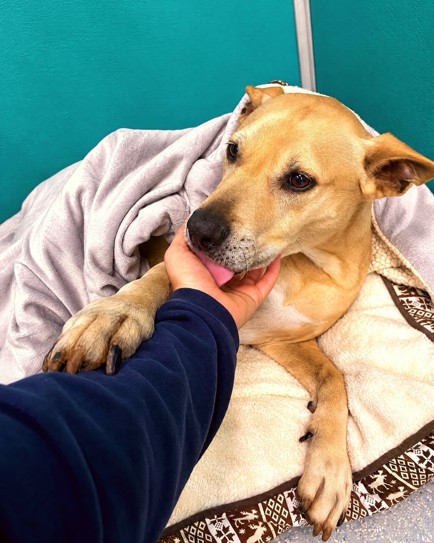 A staff member gently strokes a calm dog resting comfortably wrapped in a soft blanket on a cushioned bed.