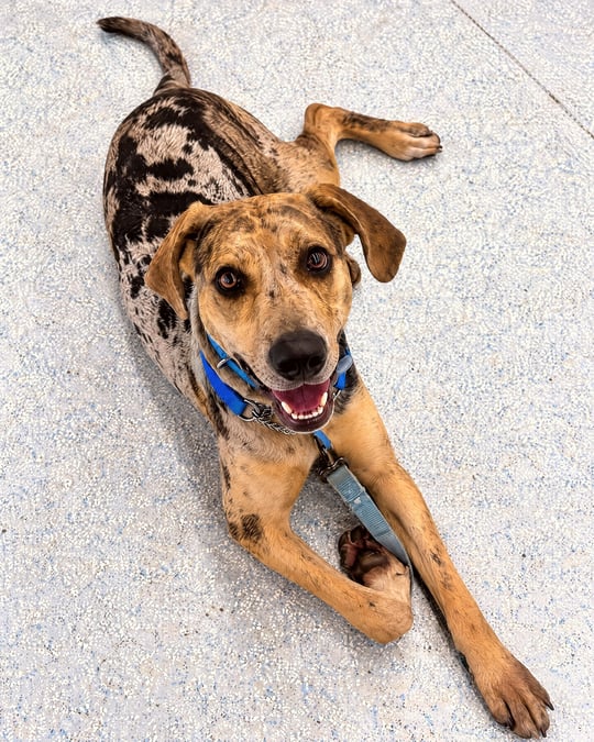 A merle mixed-breed dog lying down on a speckled indoor floor looking up while attached to a light blue leash.
