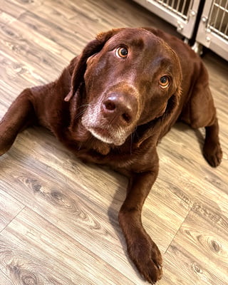 A chocolate Labrador retriever rests calmly on a wood floor in a boarding room.