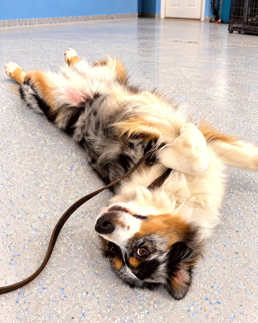 An Australian Shepherd lies relaxed on its back on a training room floor while holding a loose leash.