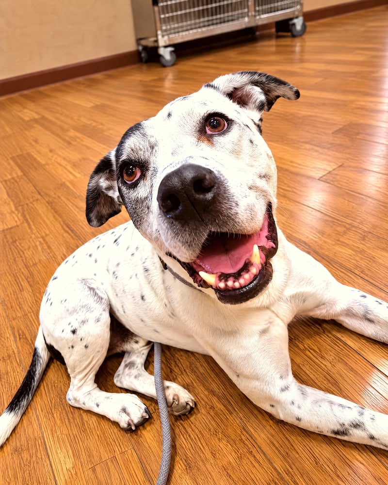 A spotted white pit bull mix lying down on a wood-look floor indoors while smiling up toward the camera.