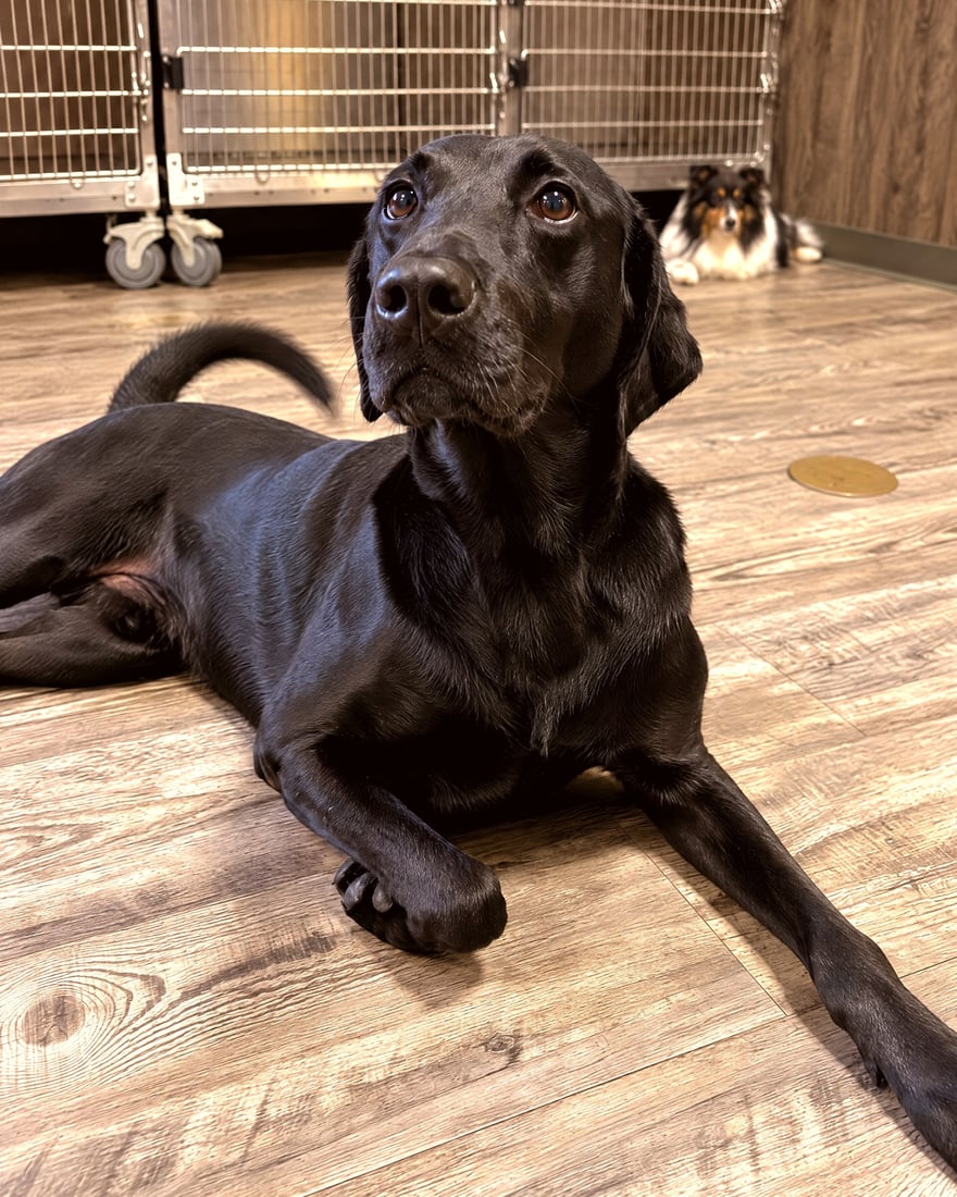 A black Labrador Retriever lying down indoors looking up attentively with another dog resting in the background.