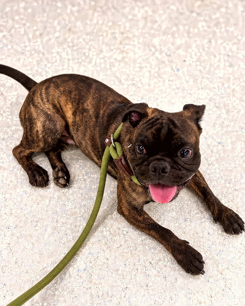 A small brindle dog lying down on an indoor floor looking up happily while on a leash.