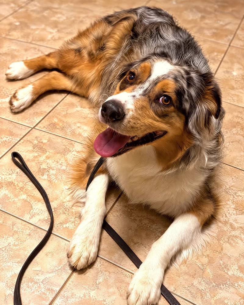 An Australian Shepherd lies calmly on an indoor tile floor with a leash.