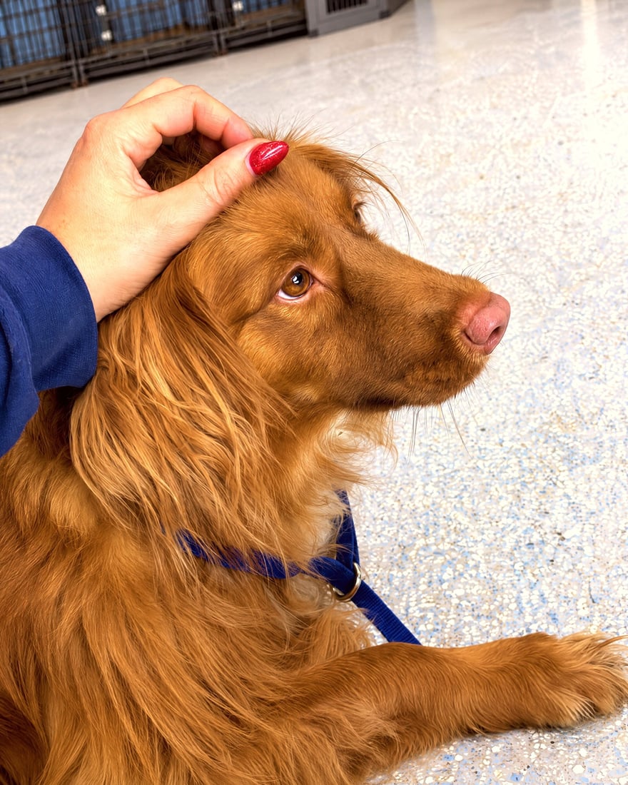 A woman gently pets the head of a calm red dog resting indoors.