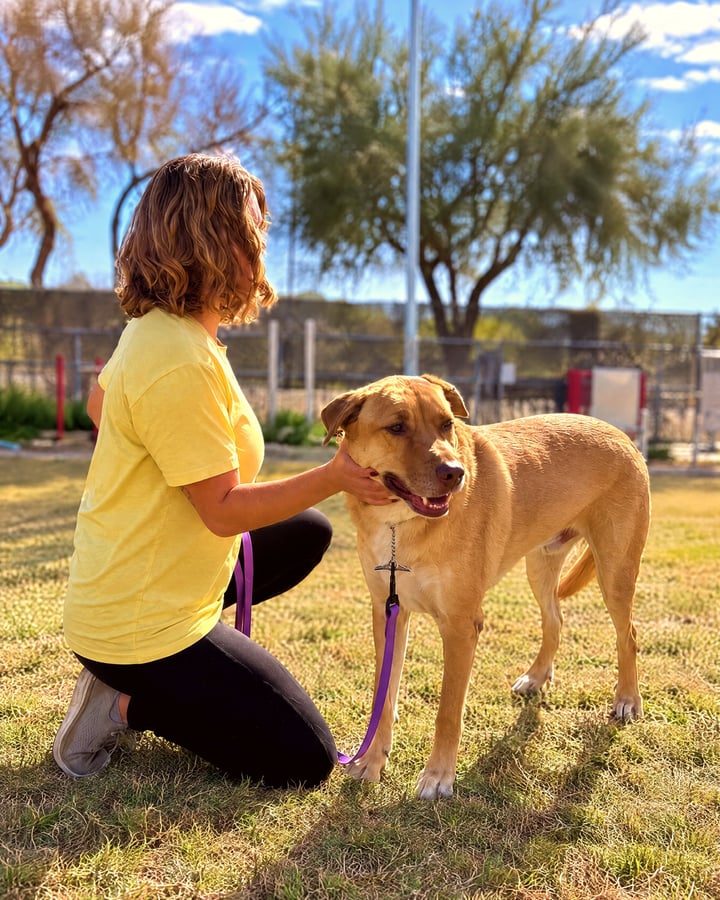 A trainer kneels beside a focused golden dog on a leash during an outdoor training session on the grass field.