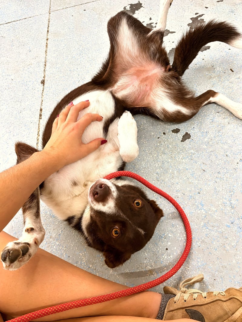 A brown and white dog on a leash relaxes on its back while receiving gentle belly rubs from a trainer on the floor.