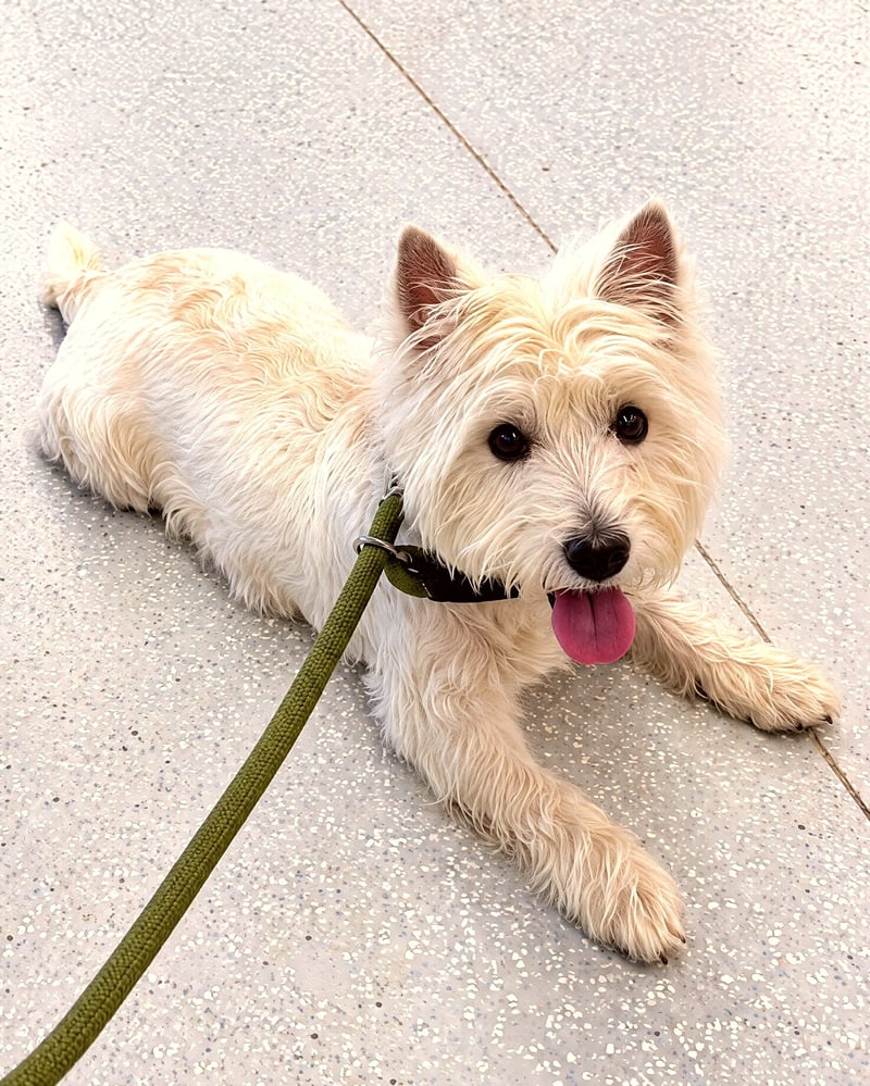 A white West Highland White Terrier lying down on an indoor floor on an olive leash looking up alertly.