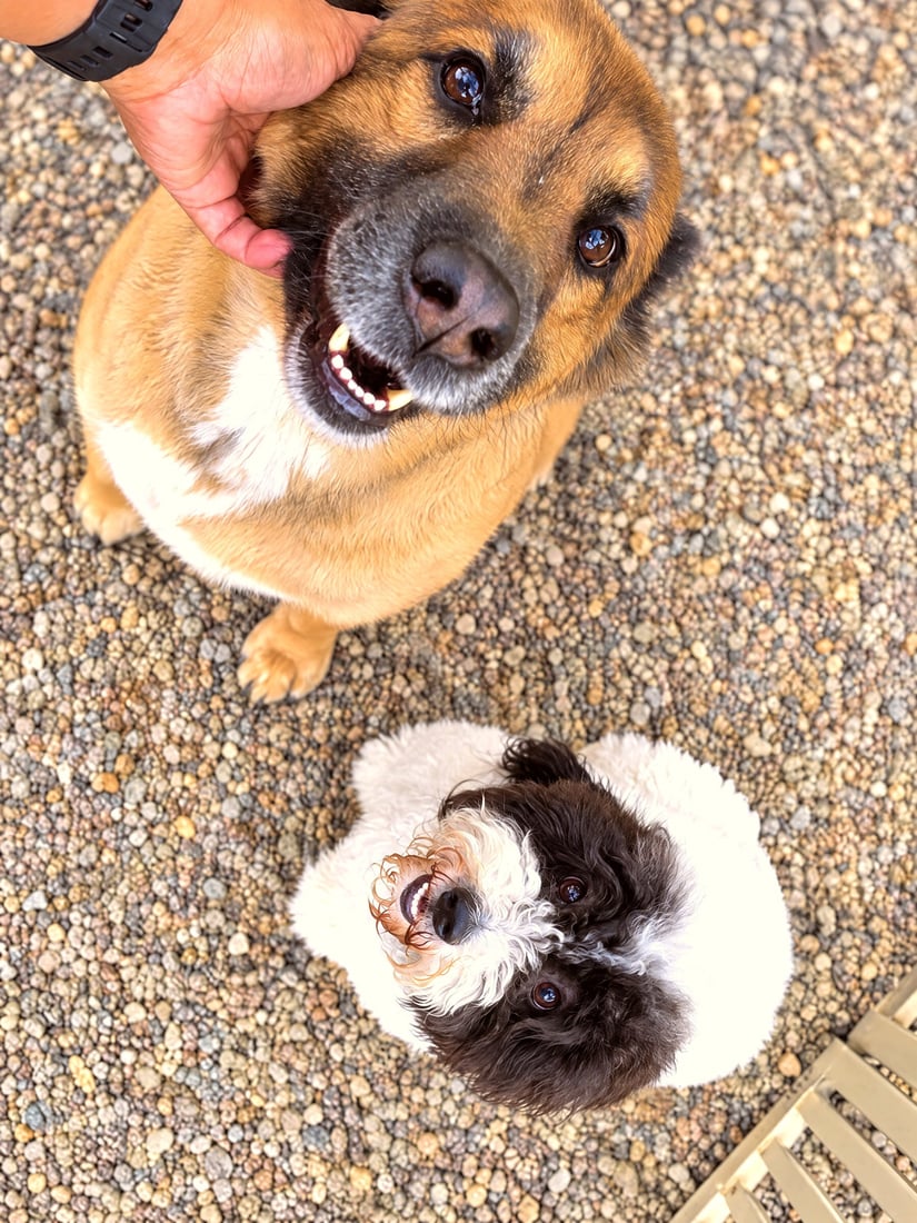 A staff member pets a smiling brown mixed-breed dog sitting next to a small white and black dog on a pea gravel yard.