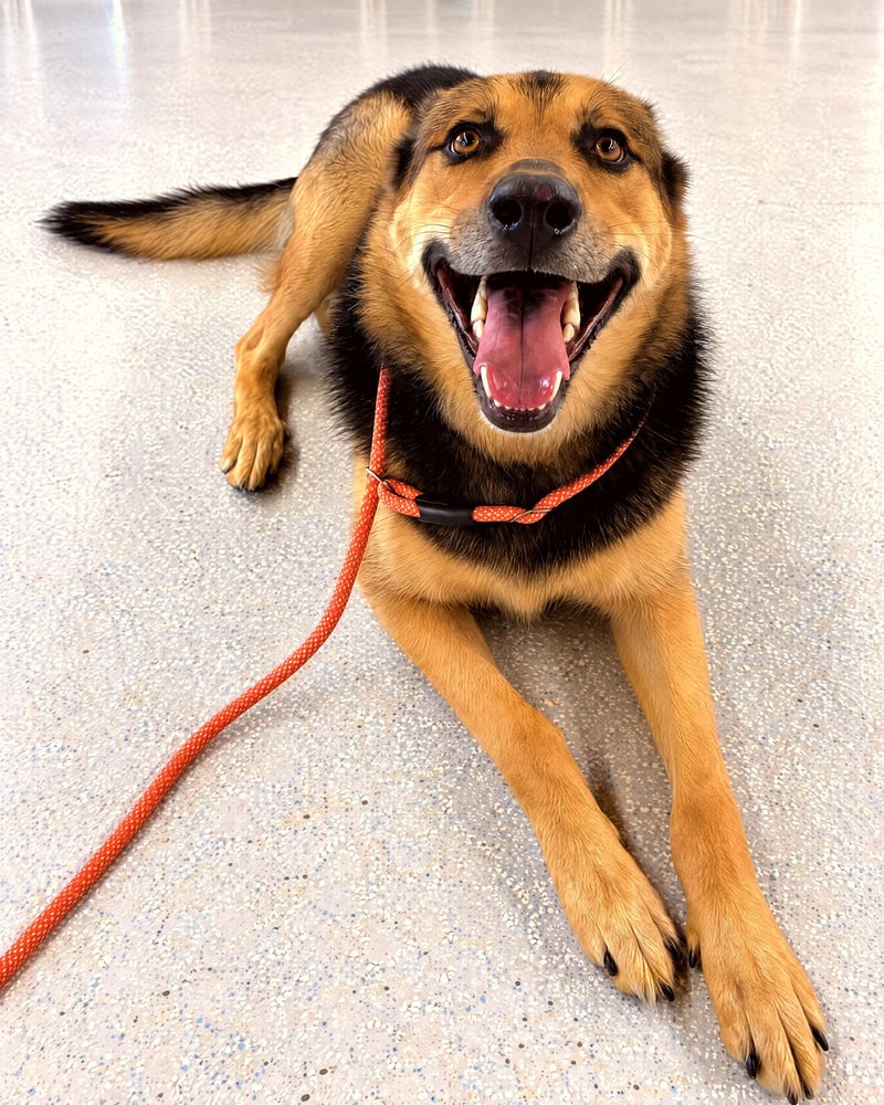 A calm German Shepherd mix resting peacefully on the floor on leash during indoor training.