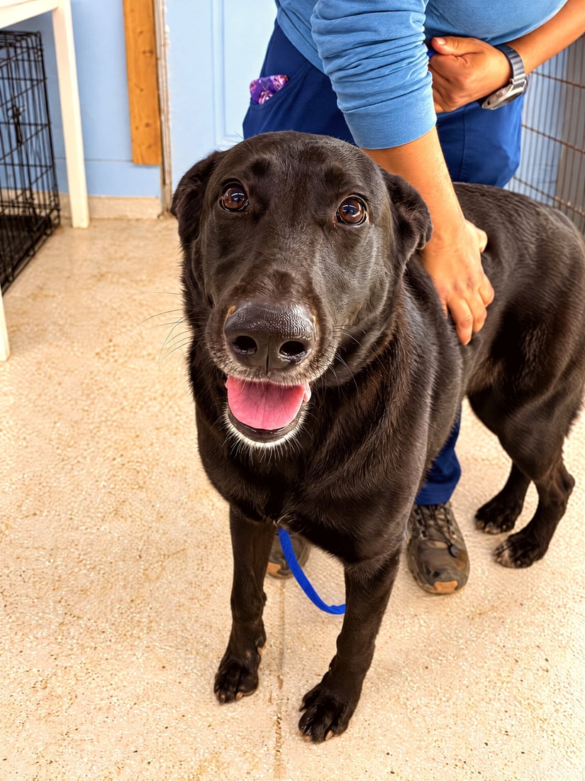A staff member gently pets a smiling black dog on a blue leash inside the facility lobby.
