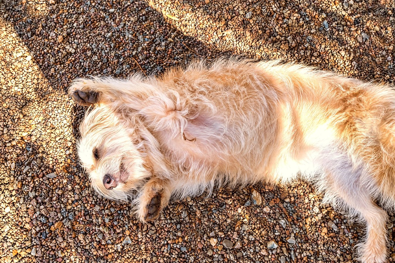 A scruffy light-colored dog relaxes happily on its back across desert pea gravel in the shade.