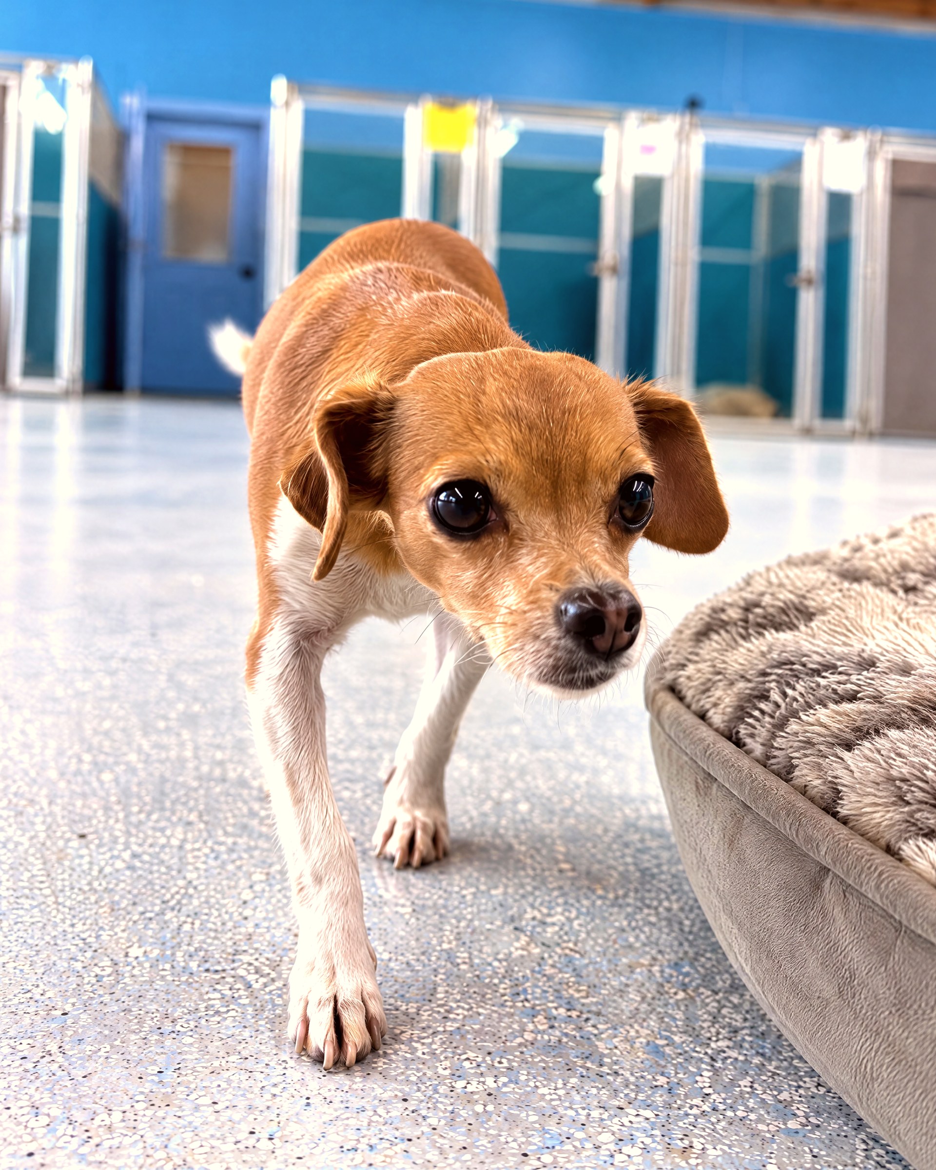 Small brown dog beside a plush bed at Partners Dogs