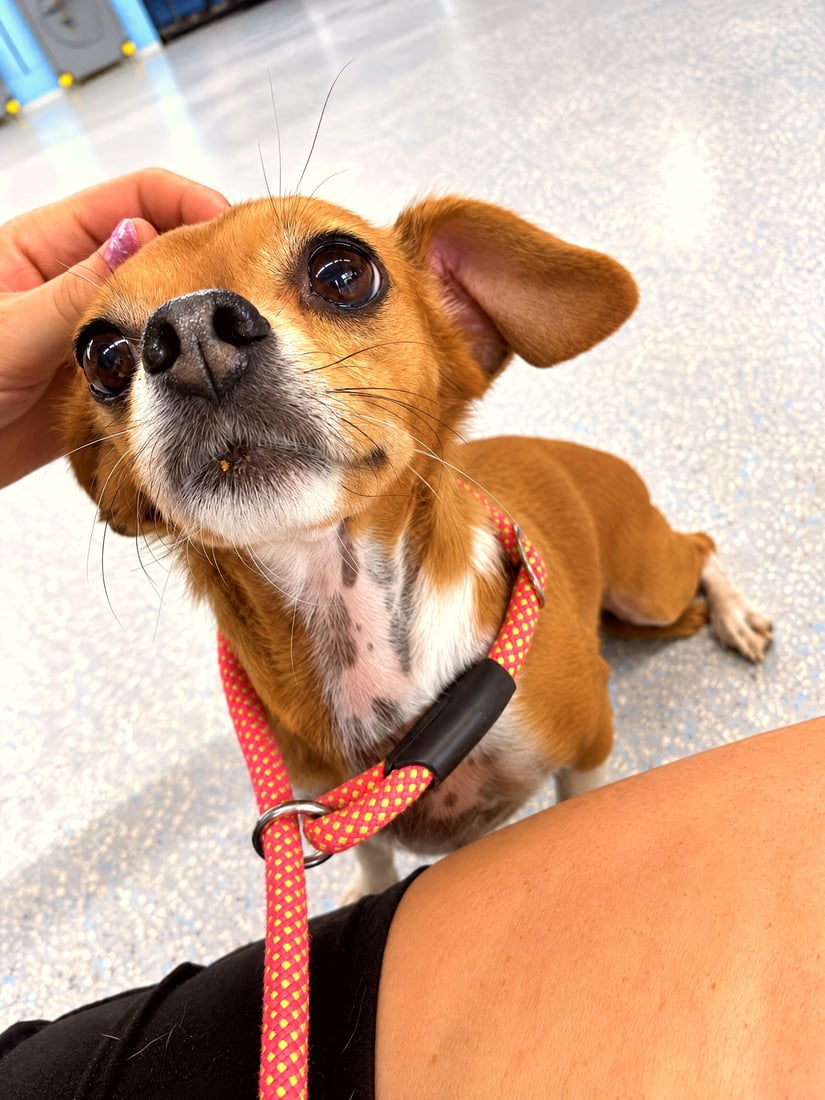 A person gently pets a calm small brown dog resting on the floor.