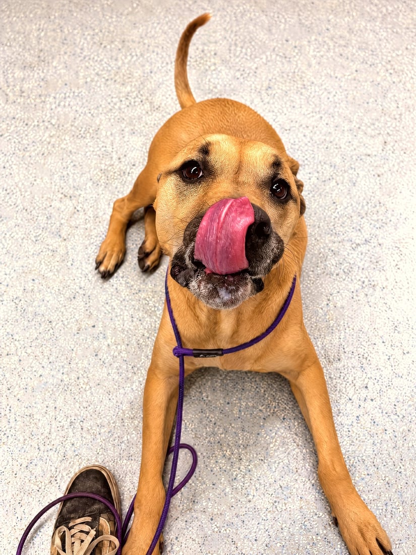 A tan dog lying in a calm down-stay on a purple leash beside a handler.