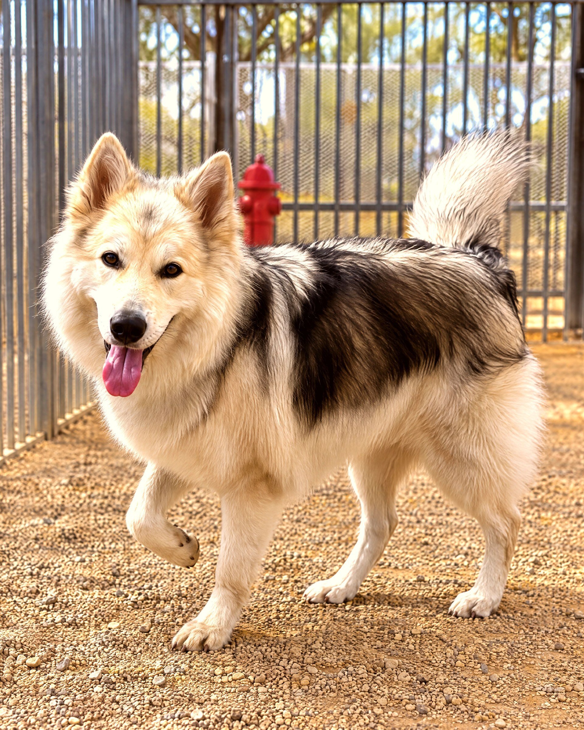 Fluffy mixed-breed dog standing with one front paw lifted inside an outdoor gravel play yard.