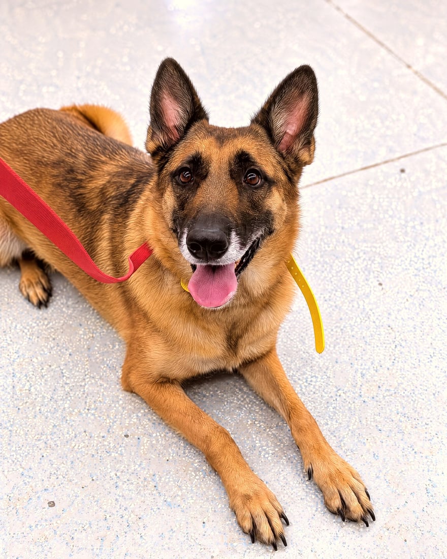 German Shepherd dog lying down on a speckled indoor training floor with a red leash attached.