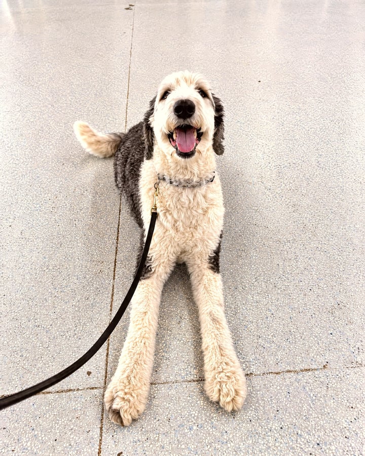 Fluffy doodle dog lying attentively on leash during a structured training session indoors.