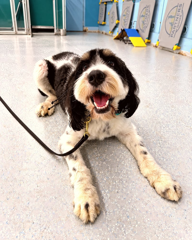 A black and white doodle mix dog lies down attentively on an indoor training floor attached to a leash.