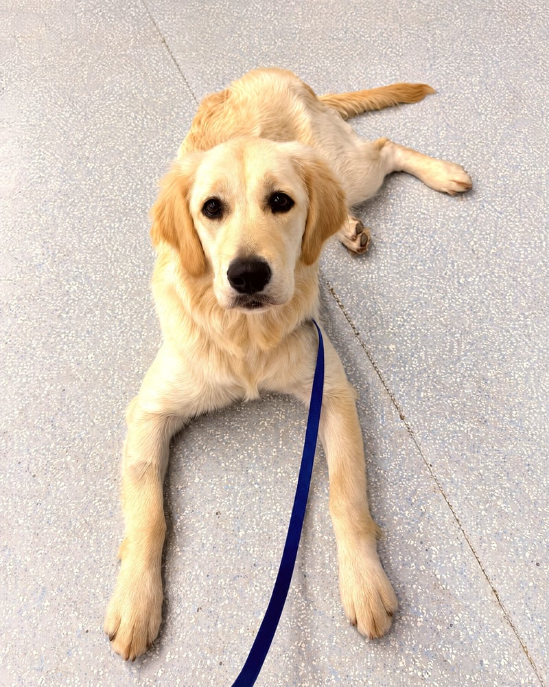 A golden retriever lies calmly on an indoor speckled floor on a blue leash looking up.
