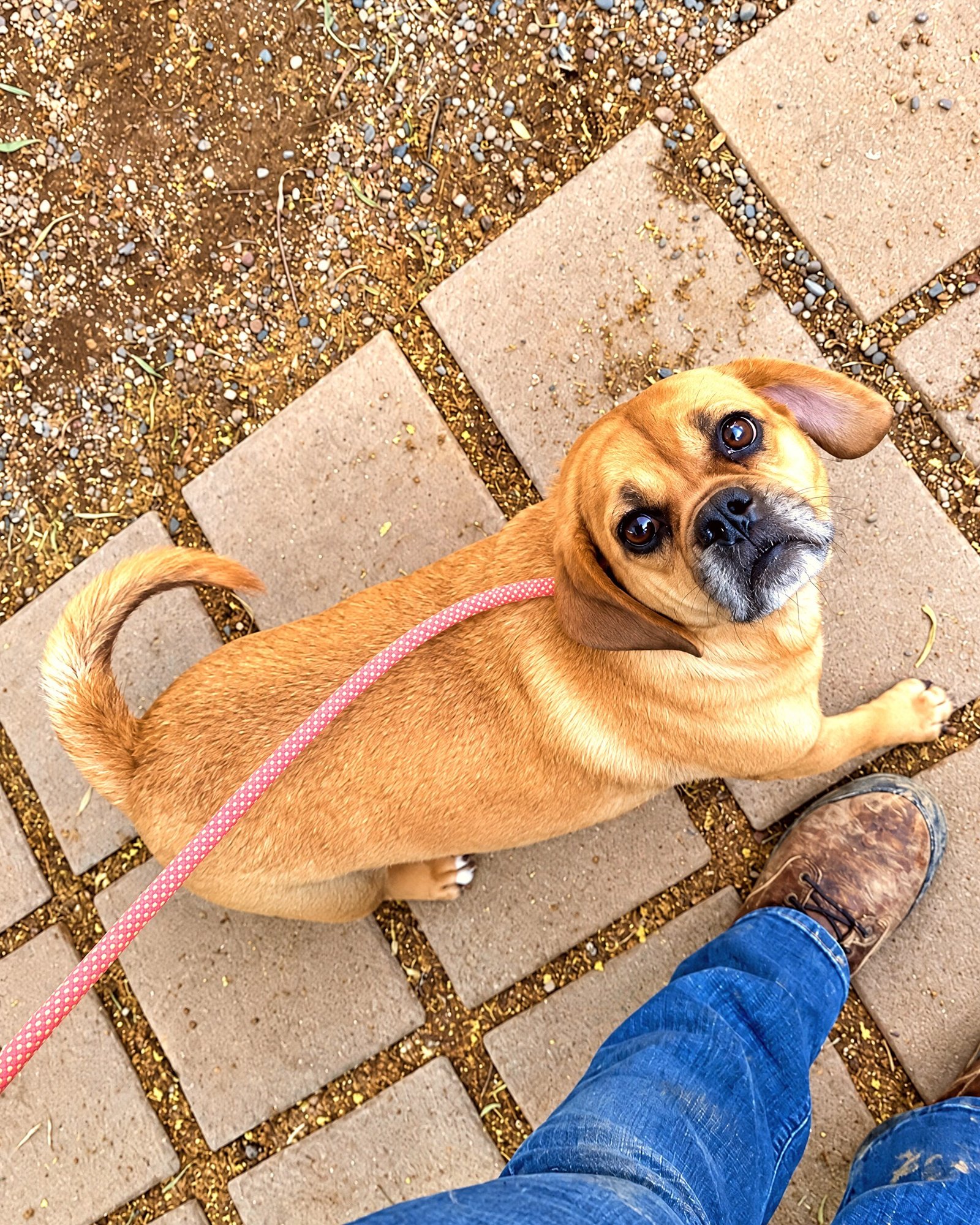 A small tan pug mix on a pink leash looks up at its handler outdoors.
