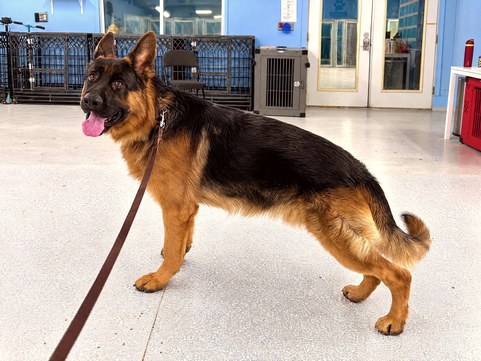 A German Shepherd stands attentively on leash inside a spacious indoor training facility.