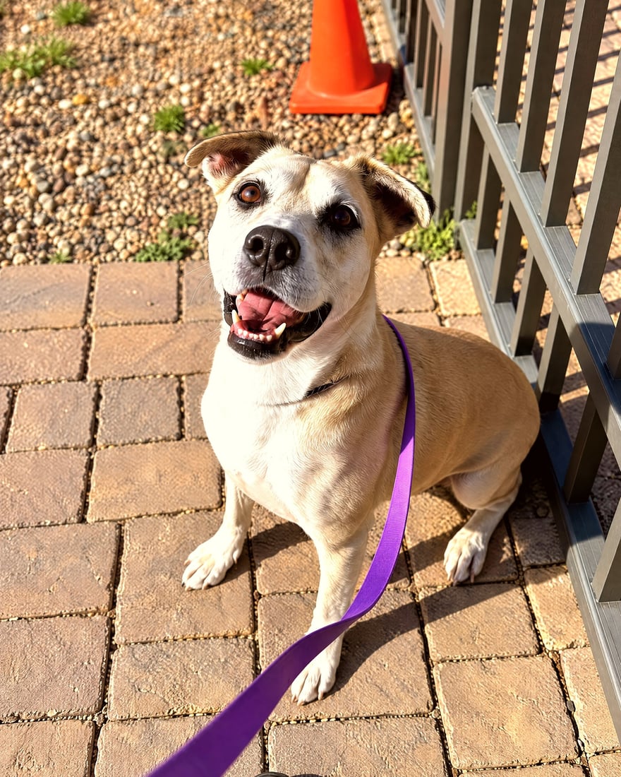 A smiling tan dog sits attentively on a leash outdoors on paver stones by a training fence.