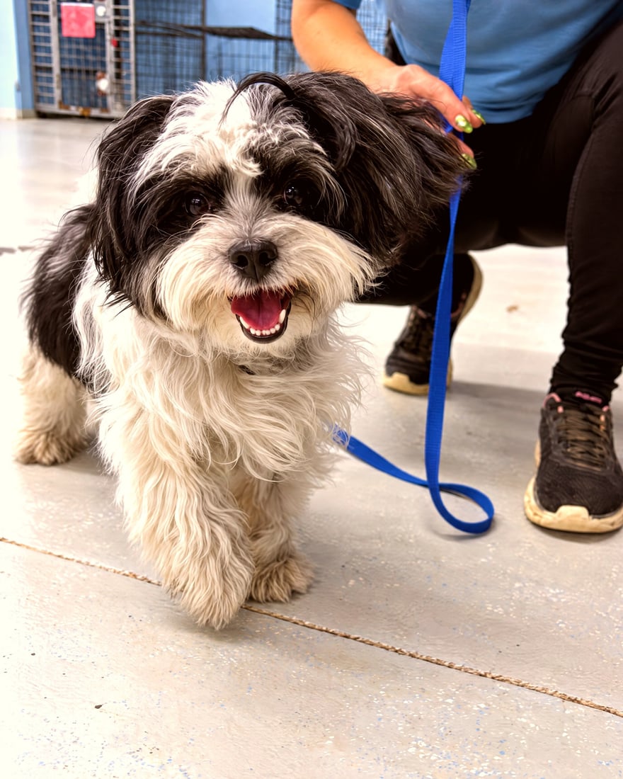 A Partners Dogs trainer holds the leash of a small black and white dog on the indoor training floor.