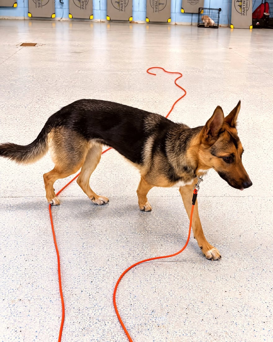 German Shepherd puppy working on a long line across the training room floor at Partners Dogs.