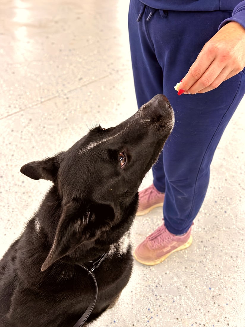 A black German Shepherd looks up attentively as a Partners Dogs trainer holds a treat.