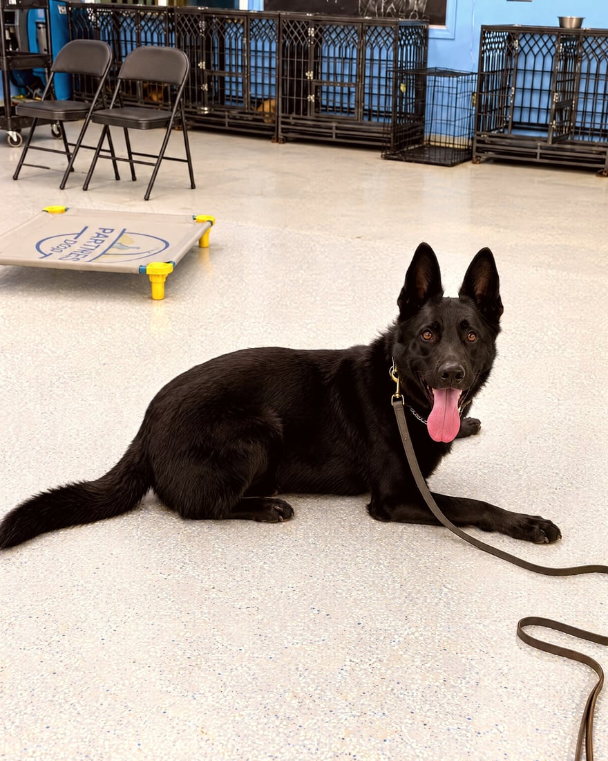 A black German Shepherd resting on an indoor training floor with a training cot in the background.