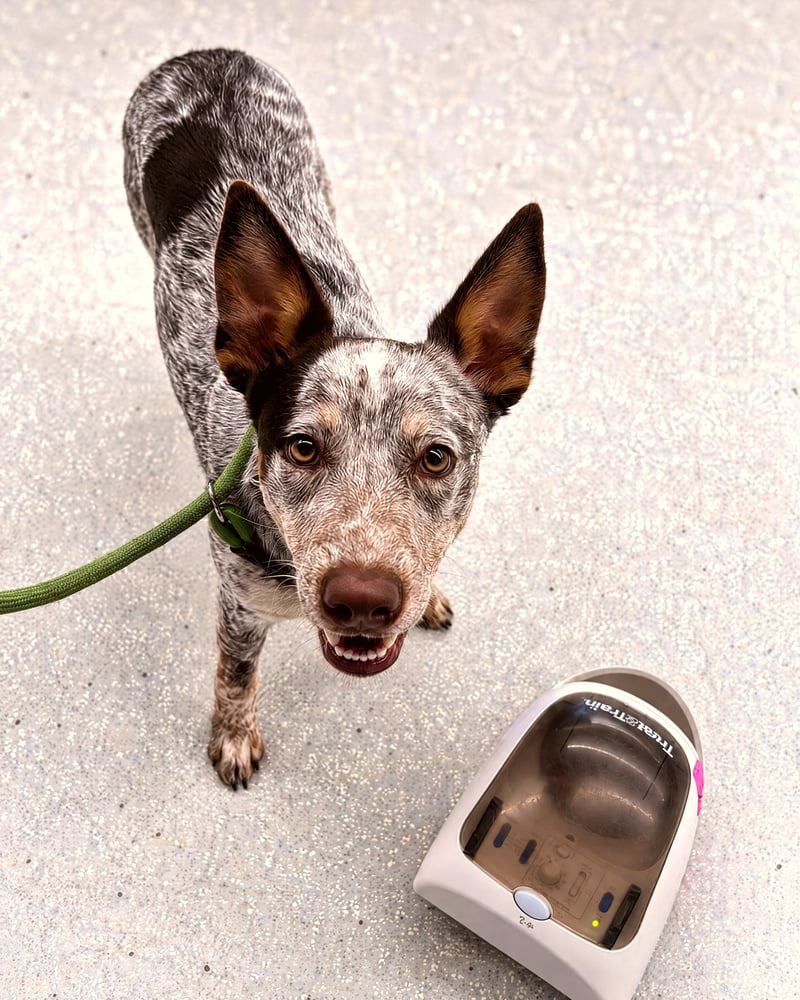 An Australian Cattle Dog focuses beside an automated treat dispenser during indoor sound desensitization training.