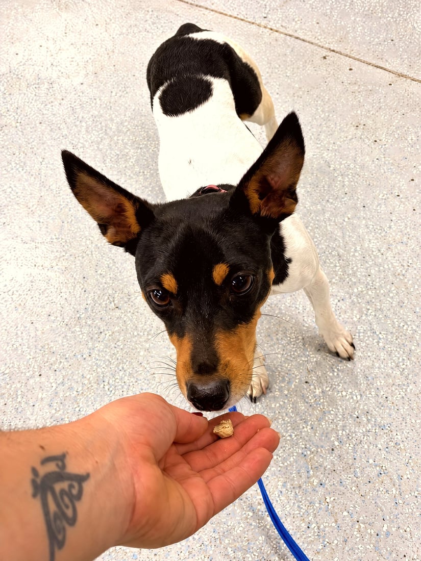 A small black and white puppy focused on taking a training treat from a trainer hand.