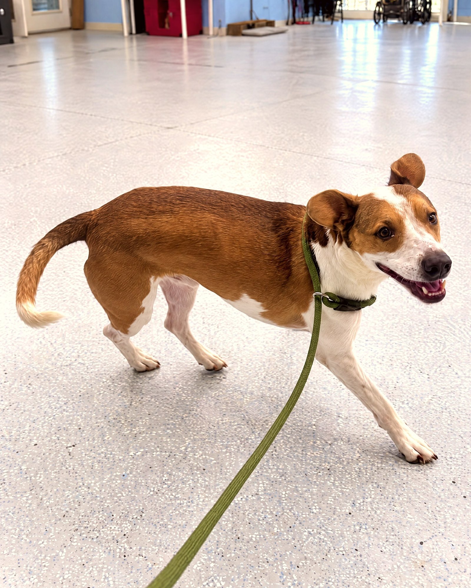 A brown and white dog walks on a leash across an indoor training floor, looking toward its handler.