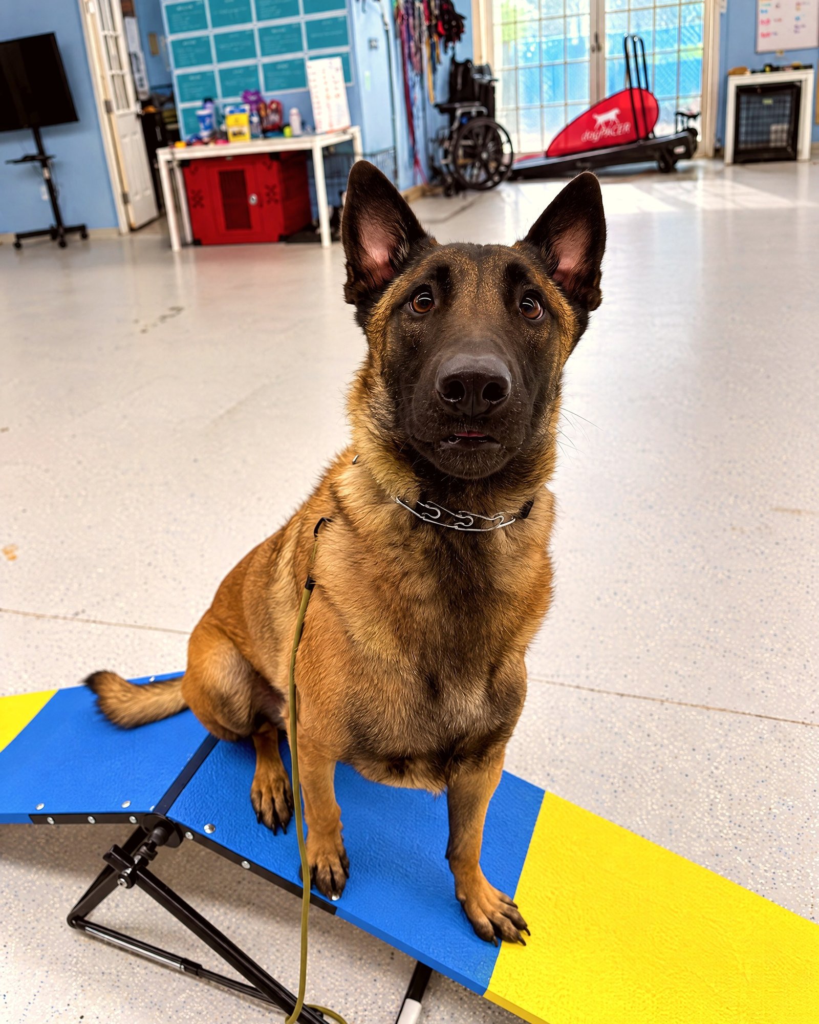 Belgian Malinois sitting alertly on an agility ramp inside an indoor training arena at Partners Dog Training.