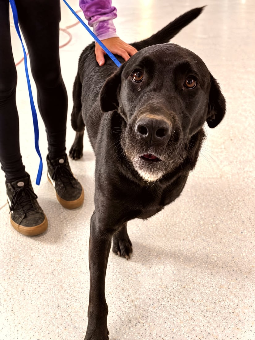 Black Labrador Retriever standing on an indoor training floor beside a handler holding a blue leash.