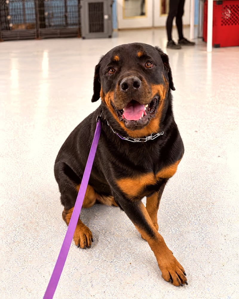 Rottweiler sitting calmly on a leash during an indoor training class at the facility.