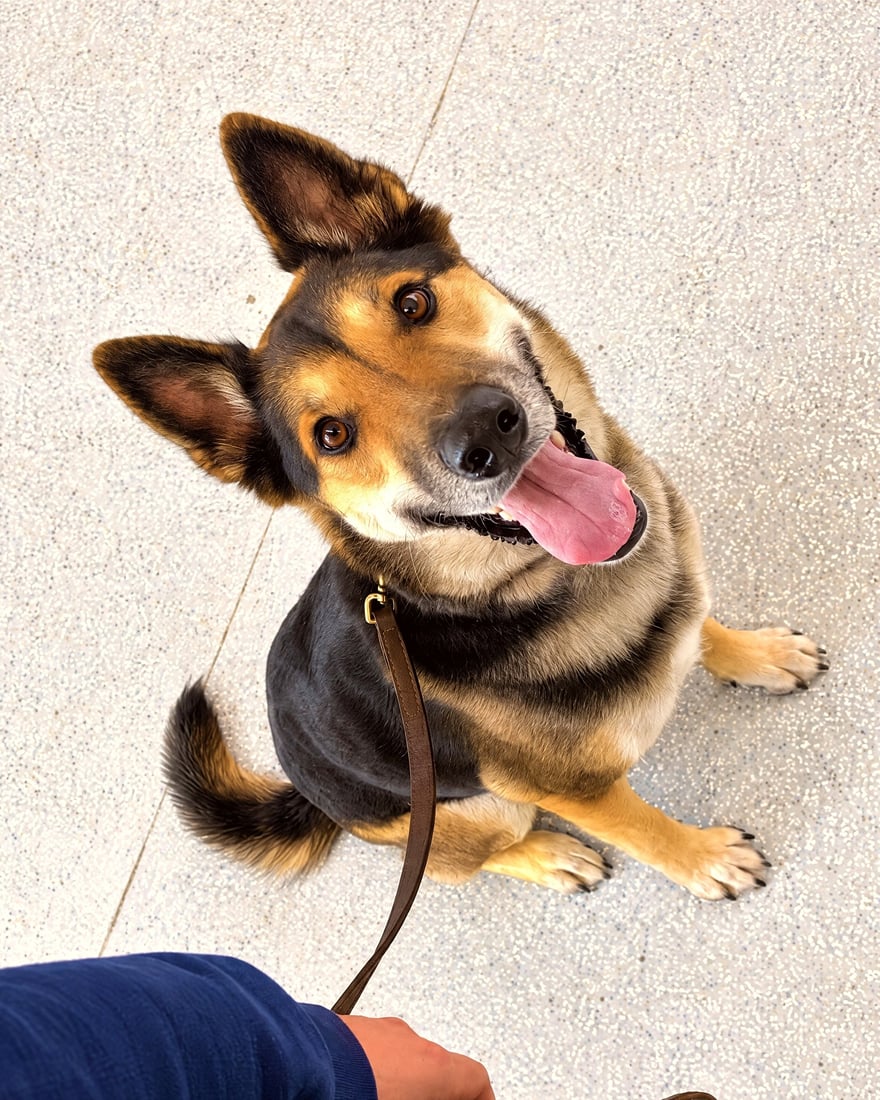 A handler holds a leash while an attentive German Shepherd mix sits obediently and looks up during training.