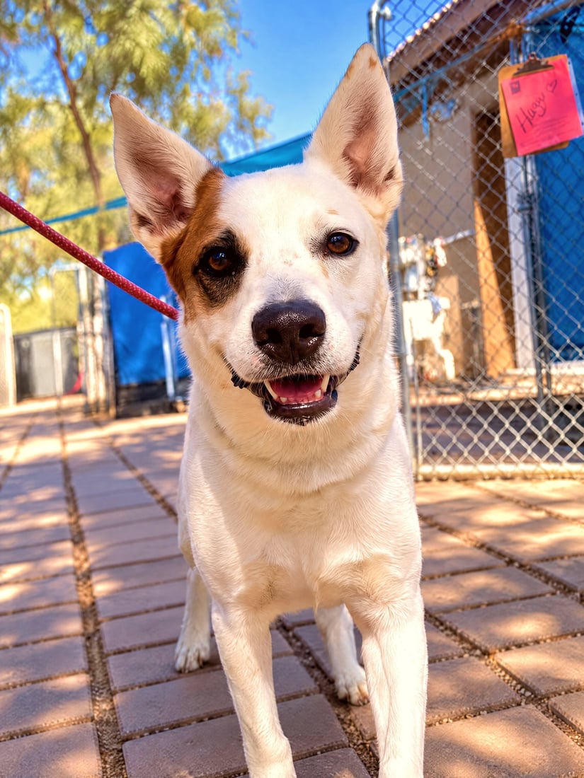 A white dog walks calmly on a loose red leash outdoors.
